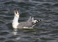 California Gull.JPG