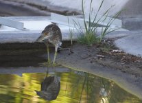 night heron on reflection.JPG