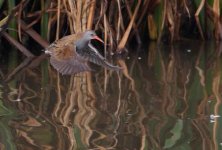 water rail 1 copy.jpg