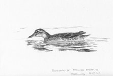 garganey-female.jpg