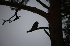 06 Sibelius Park Hawk Owl.JPG