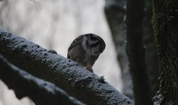 13 Sibelius Park Hawk Owl.JPG