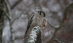 17 Sibelius Park Hawk Owl.JPG