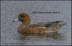 ,,wigeon.jpg