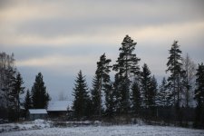 23 Countryside Hawk Owl.JPG