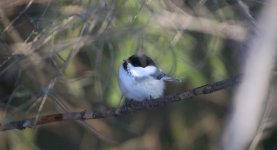 26 Northern Willow Tit.JPG