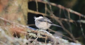 27 Northern Willow Tit.JPG