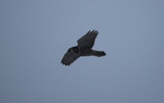 25 Countryside Hawk Owl.JPG