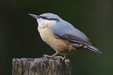 Nuthatch.jpg