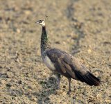 indian peafowl F  Noida India D810 300m_DSC5057.jpg