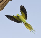 rose-ringed parakeet flight  Noida India D810 300m_DSC5106.jpg