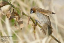 munia,-scaly-breasted004.jpg