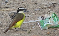 IMG_9907 Guttersniping Gt Kiskadee @ PV, Mexico.JPG