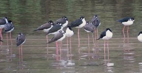 IMG_9792 Black-necked Stilt @ PV, Mexico.JPG