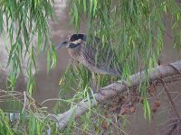 IMG_9910 Yellow-crowned Night Heron @ PV, Mexico.JPG