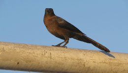 IMG_9913 Great-tailed Grackle (f) @ PV, Mexico.JPG