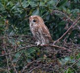 A three quarter Tawny Owl.jpg