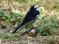 IMG_9704 - leuco x alboides White Wagtail @ RDBT.JPG