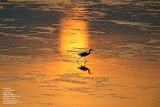 egret,-great-white051.jpg