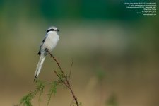 shrike,-chinese-grey014.jpg