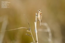 tit,-chinese-penduline029.jpg