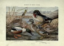 Shovelers and Wood ducks.jpg