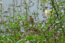 IMGP7560 Brown Shrike.jpg