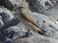 Red-tailed Wheatear 03.JPG