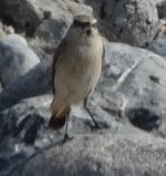 Red-tailed Wheatear 04.JPG