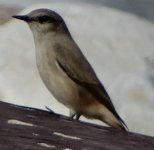 Red-tailed Wheatear 11.JPG