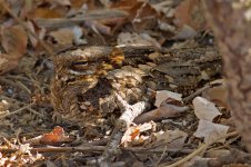 Red-necked Nightjar (1)-web.jpg