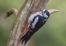 Great Spotted Woodpecker .jpg