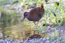 Water Rail West Track compressed.jpg