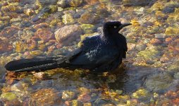 IMG_9928 Great-tailed Grackle @ PV, Mexico.JPG