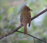 IMG_9940 ? flycatcher @ PV, Mexico.JPG