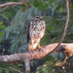 IMG_9943 imm Gray Hawk @ PV, Mexico.JPG