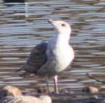 40 Gull DSC_0040.JPG