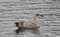 006 Gull DSC_0075.jpg