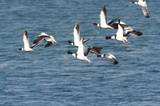 Common Shelduck.jpg