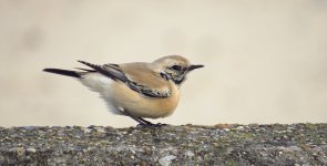 Desert Wheatear2.jpg