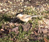 A Willow Tit. 9.3.2011.jpg