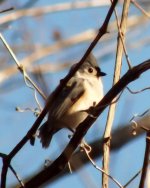 Titmouse small.jpg