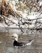 Blue Phased Snow Goose small.jpg