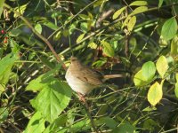 thrush 1 resized.jpg