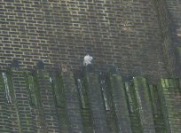 A Tate Modern Peregrine  9.11.14.jpg  No.5.jpg