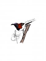 Black-throated Sunbird.jpg