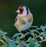 A Goldfinch 10.11.14.jpg