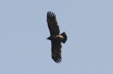 Greater Spotted Eagle 9bbvug4.jpg