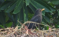 IMG_9467 Chinese Blackbird @ RDBT.JPG