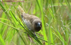 IMG_9471 Scaly-breasted Munia @ RDBT.JPG